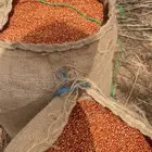 حب احمر