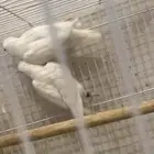 زوج روز البينو تم البيع