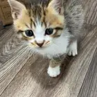 كتن للتبني مع اغراضه بدون مقابل