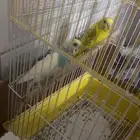 للبيع طيور الحب انباعت