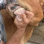 بقرة للبيع منيحة بيت