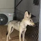 جرو ولبه انثى ذ يبه