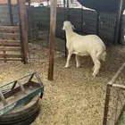 طلي مشروع فحل