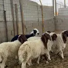 خرفان ورخال نعيم