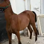 مهره شعبيه