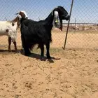 البيع