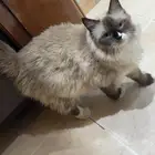 قطه