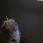 قطه همالايا