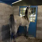 حصان شعبي للبيع
