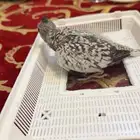 فروخ كروان هولندي ( تم البيع خارج الموقع )