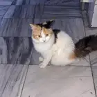 قط للتبني