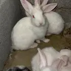ارانب فرنسي و بلدي