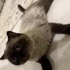 قطط للتبني