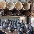زاجل سباق