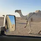 للبيع الناقه الطيبه بداوه حايل عين وحده ماتشوفه ابها