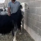 خروف نجدي فاخر