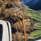 يوجد لدينا نخل اخلاص طيب وسعره مناسب