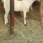 جفره بيشيه صنف