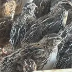 سمان بياض