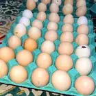 بيض دجاج فرنسي مخصب