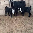 عنز متبع بتيسين