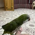 ببغاء كويكر للبيع