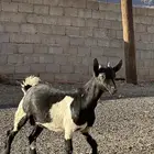 تيس كفو فل شحم