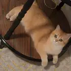 قطه سكوتش تزواج