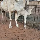 خلفه وضحا ( منيحه )