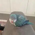 ببغاء للبيع