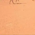 لقحه وضحاء