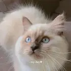 قط بعمر ثلاث شهور بكامل اغراضه