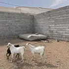 تيوس بلدي