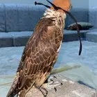 صقور تأجير