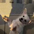 كلب جولدن ريتريفر للبيع العمر 3 شهور