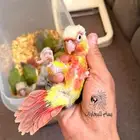 فروخ الكنيور اناناس دبل رد فاكتور وصلت الحق الحق الحق