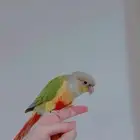 طير كنيور للبيع