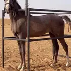 للبيع مهر كفووو