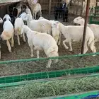 طليان حري