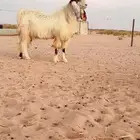 تيس فحل جرمه طيب
