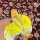 فرخ روز