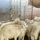 ذبايح طليان ورخال حلال بر ويوجد ذبح وتوصيل