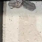 هامستر ونتر وايت (الدبدوب) للبيع