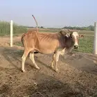 بقره للبيع سنها سديس