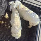 طلي نجدي و3 طليان حري على الشرط