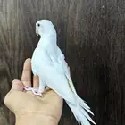للبيع دره البينو نهايه فطام (( تم البيع ))