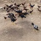 دجاج بكستاني