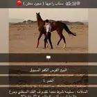 فرس شعبيه