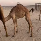 خلفه منيحه صفراء ساحليه