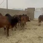 ثيران. للبيع الحد من 6000